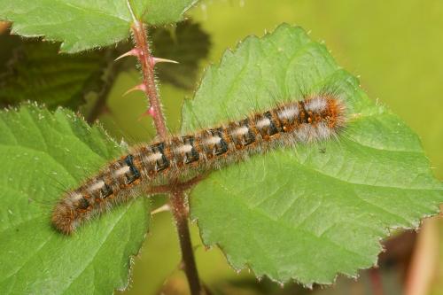 Lasiocampa quercus