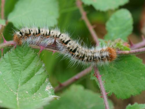 Lasiocampa quercus