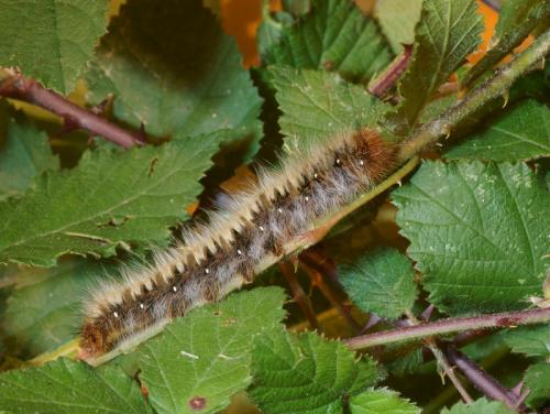 Lasiocampa quercus