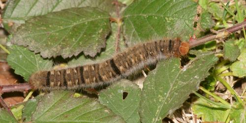 Lasiocampa quercus