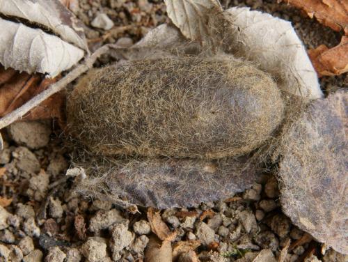 Lasiocampa quercus