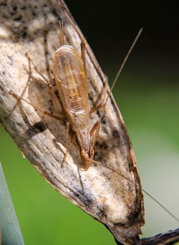 Réf. 109 466 : Oecanthus pellucens pellucens