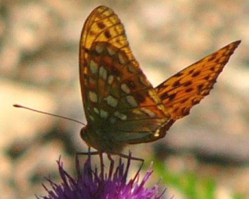 Argynnis adippe