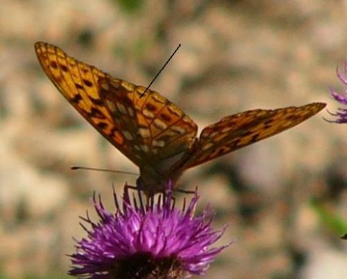 Argynnis adippe