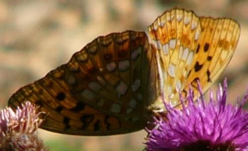 Argynnis adippe