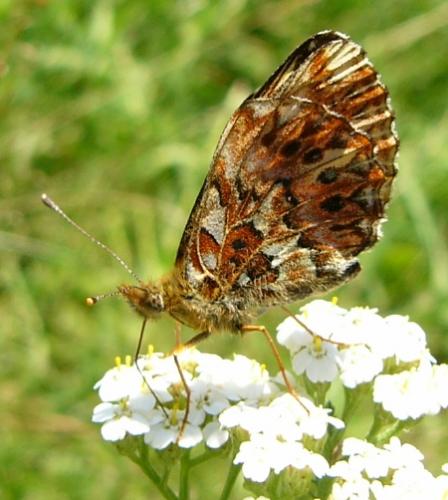 Boloria titania