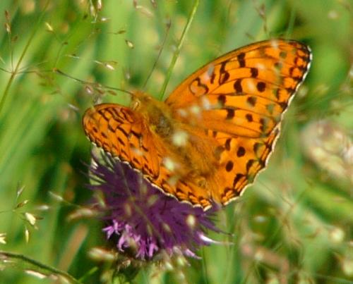 Argynnis adippe