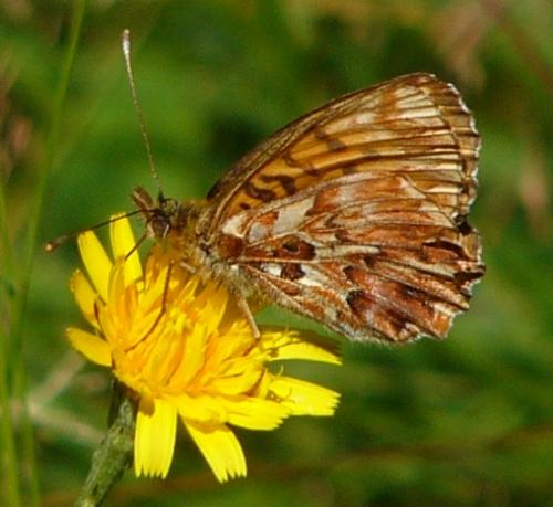 Boloria titania