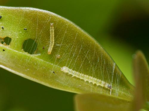 Palpita vitrealis