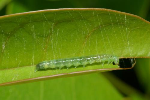 Palpita vitrealis