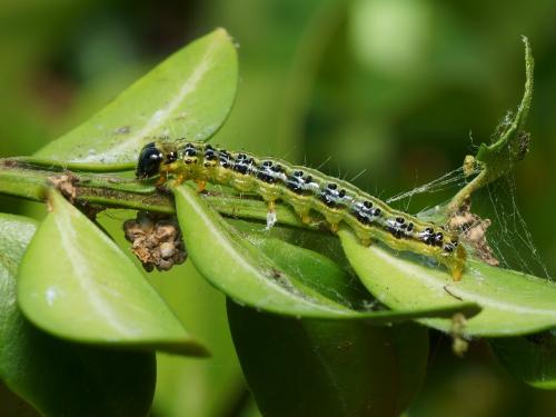 Cydalima perspectalis