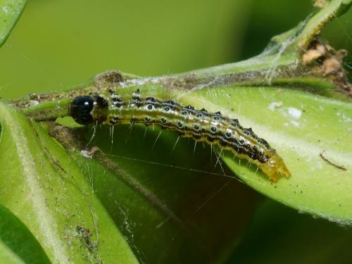 Cydalima perspectalis