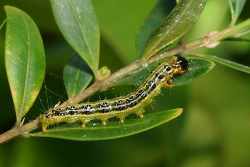 Cydalima perspectalis