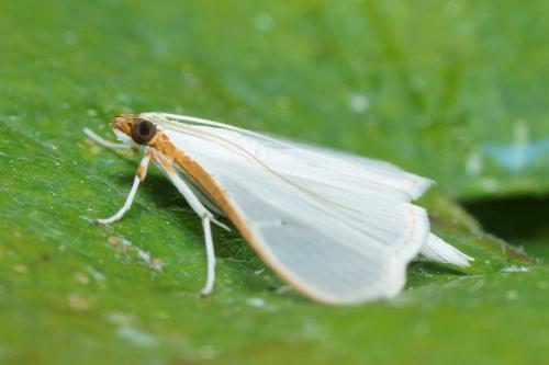 Palpita vitrealis