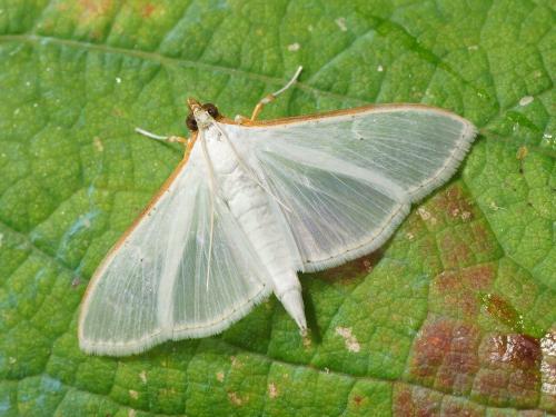 Palpita vitrealis