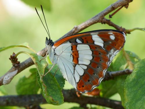 Limenitis reducta