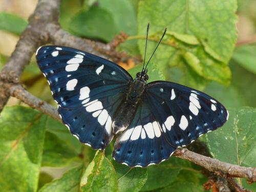 Limenitis reducta