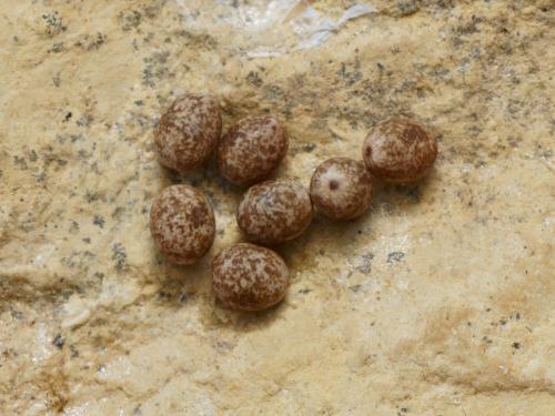 Lasiocampa quercus