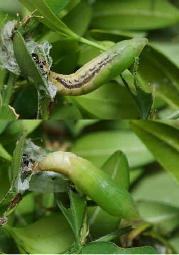 Cydalima perspectalis