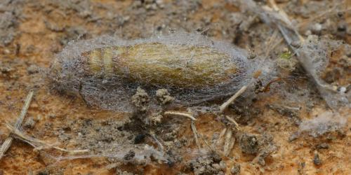 Palpita vitrealis