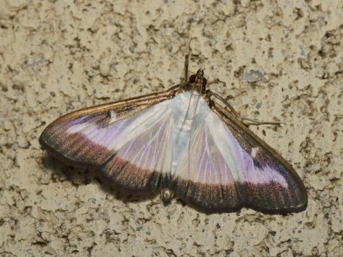 Réf. 109 713 : Cydalima perspectalis