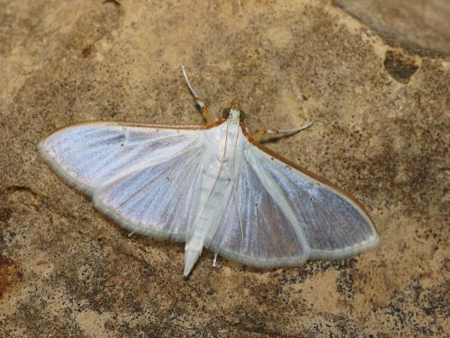 Palpita vitrealis