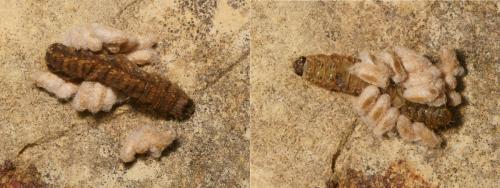 Caradrina morpheus