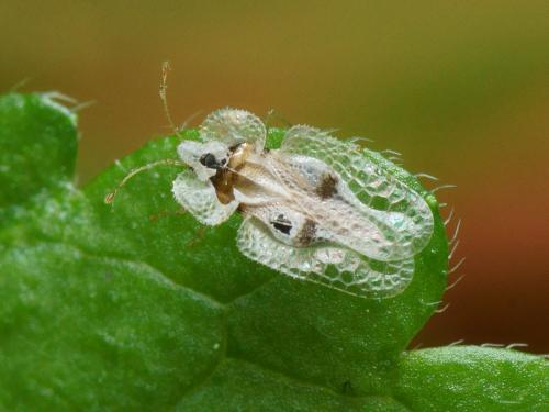 Corythucha ciliata