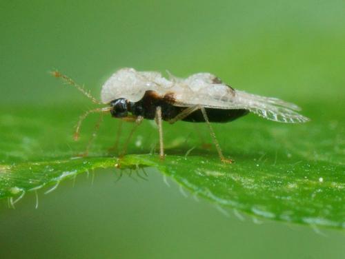 Corythucha ciliata