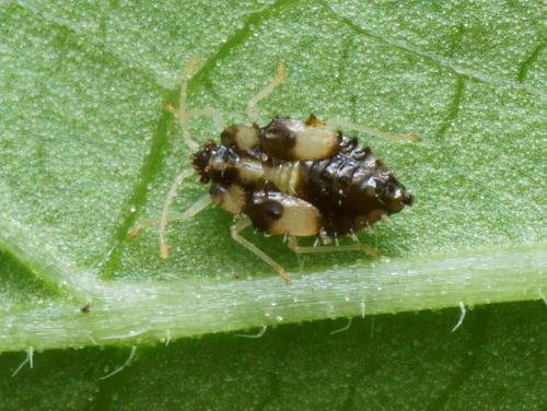 Corythucha ciliata
