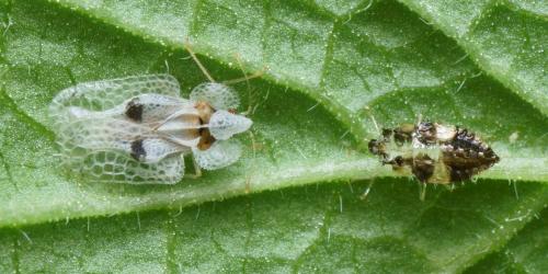 Corythucha ciliata
