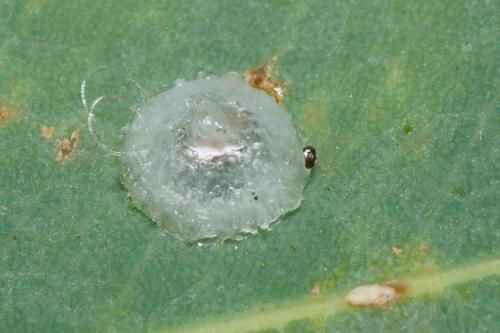 Réf. 109 662 : Glycaspis brimblecombei