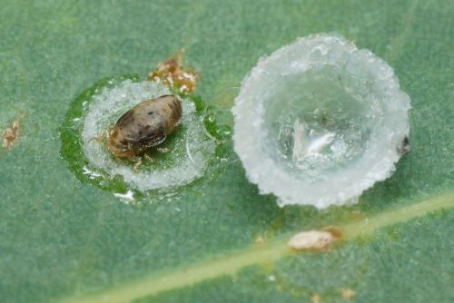 Réf. 109 663 : Glycaspis brimblecombei