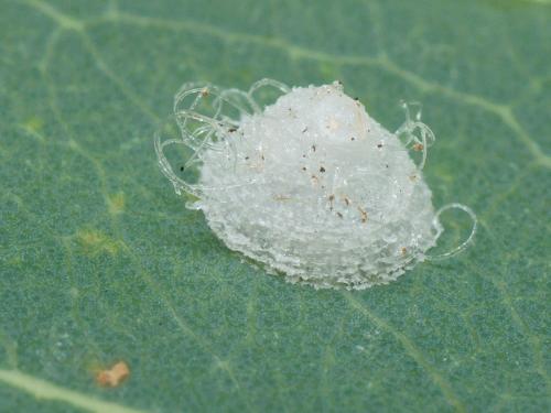 Réf. 109 664 : Glycaspis brimblecombei