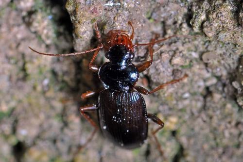 Réf. 109 946 : Leistus spinibarbis
