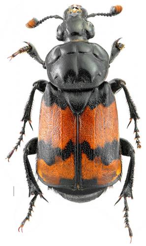 Réf. 109 056 : Nicrophorus investigator
