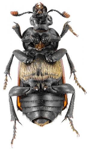 Nicrophorus investigator