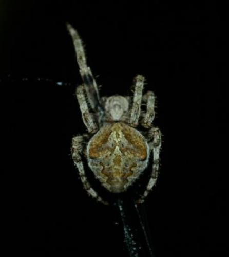 Araneus angulatus
