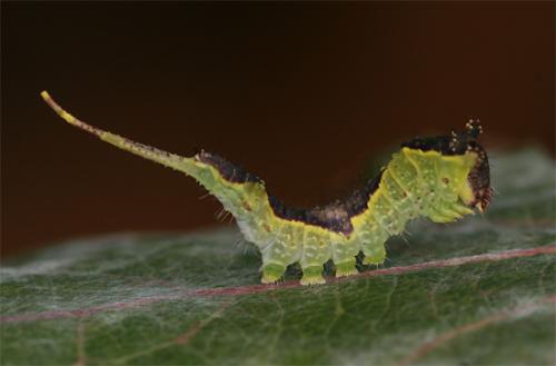 Furcula bifida