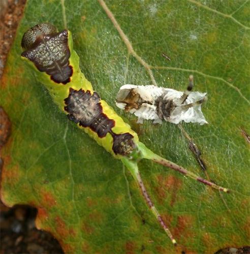 Furcula bifida