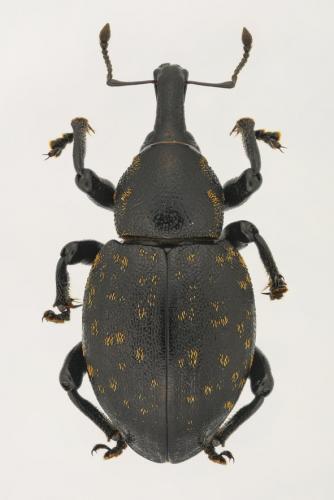 Liparus germanus