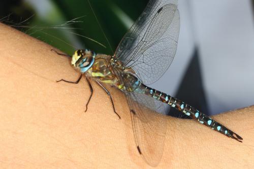 Aeshna mixta