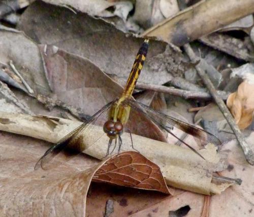 Réf. 109 909 : Erythrodiplax umbrata