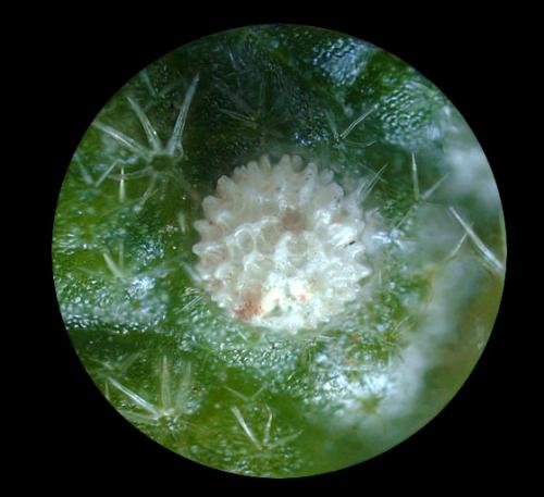 Carcharodus alceae