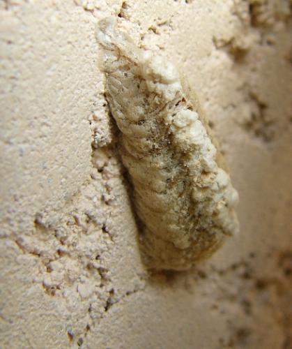 Mantis religiosa