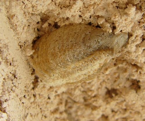Mantis religiosa