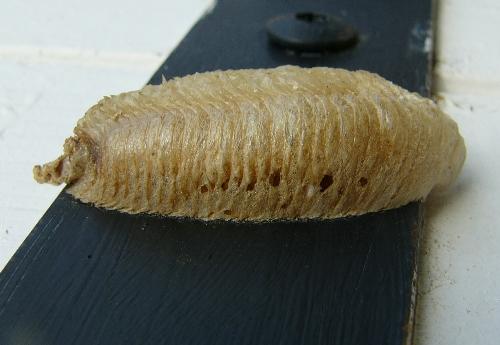 Mantis religiosa