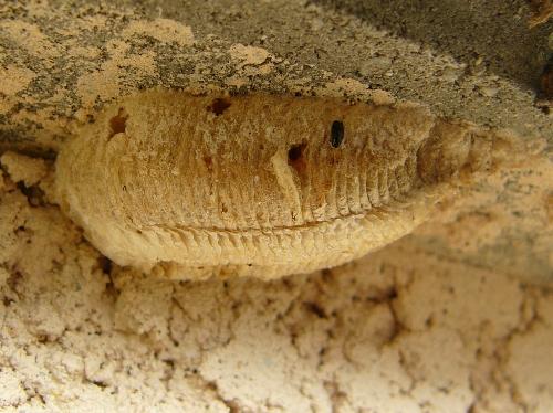 Mantis religiosa