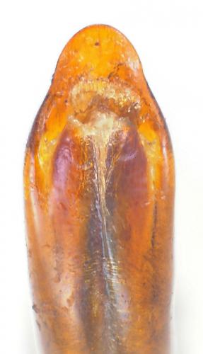 Oreina gloriosa