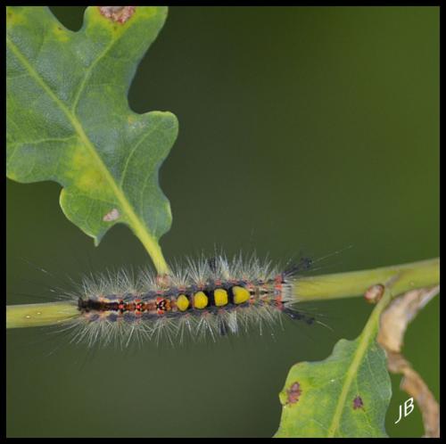 Orgyia antiqua